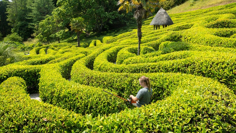 Gardener trimming the maze hedges at Glendurgan Garden, Cornwall